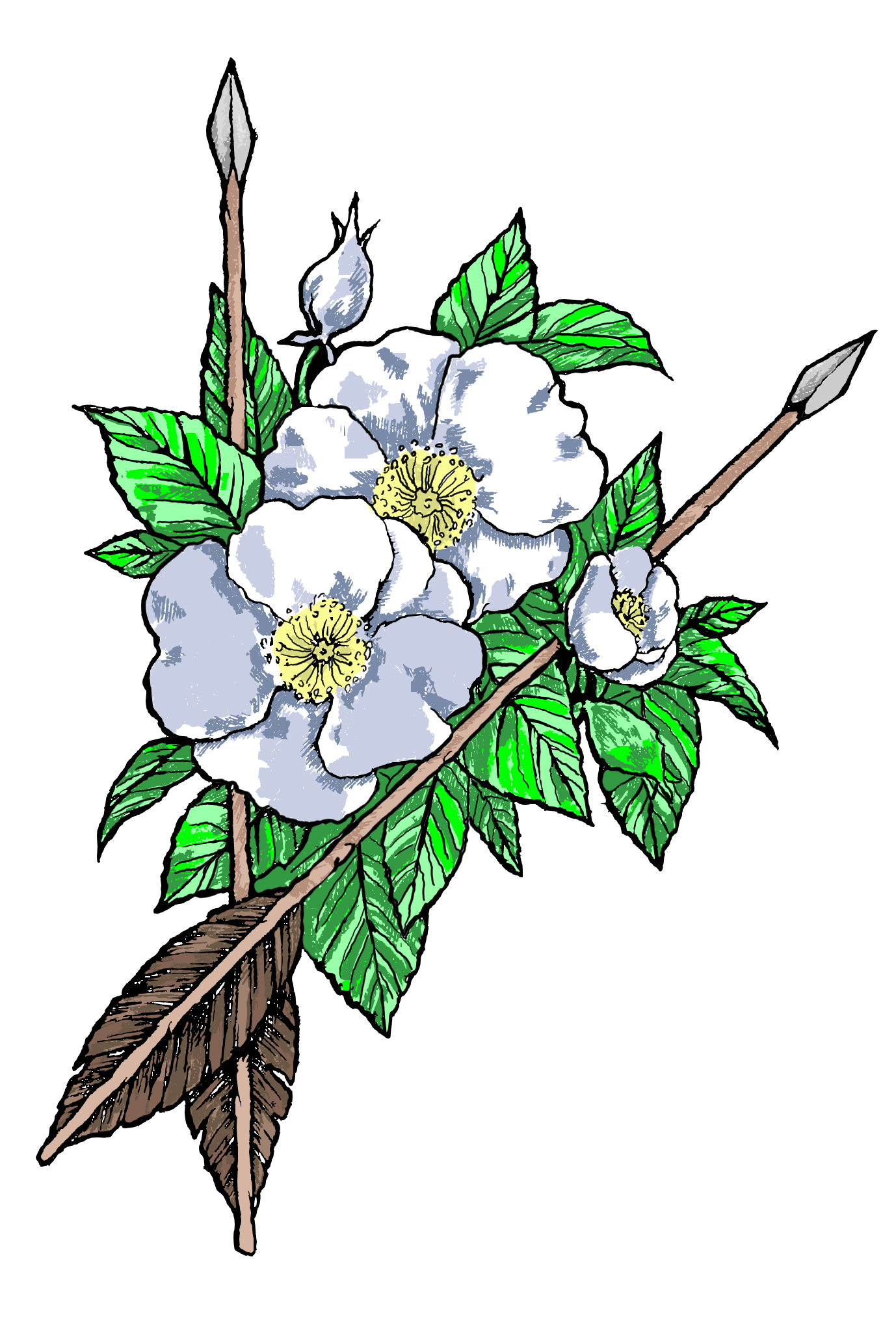 Cherokee Rose – Bridges Fam Books